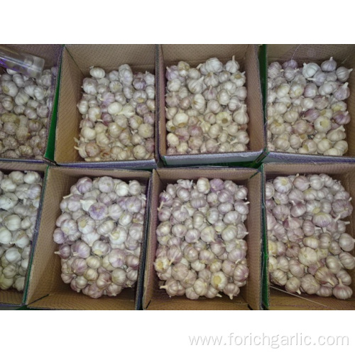 Size 5.0cm Normal White Garlic